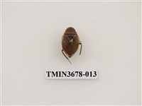 藏品(龍蝨、牙蟲)的圖片